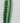 CACTUS SILVESTRE - ART - BuonaseraHouse 