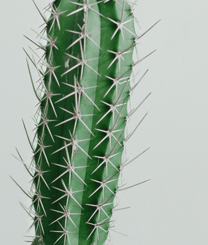 CACTUS SILVESTRE - ART - BuonaseraHouse 